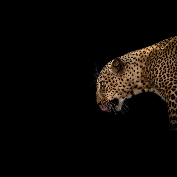 ☆ - Picture 1 of 1